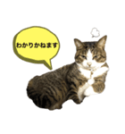 スミちゃんちゃん（個別スタンプ：4）