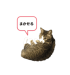 スミちゃんちゃん（個別スタンプ：5）