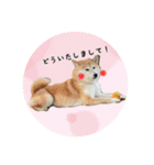 ももちゃん02（個別スタンプ：2）