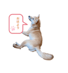 小豆④（個別スタンプ：9）