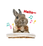 うさぎのビビ☆日常会話スタンプ4（個別スタンプ：1）