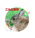 うさぎのビビ☆日常会話スタンプ4（個別スタンプ：3）