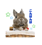 うさぎのビビ☆日常会話スタンプ4（個別スタンプ：4）