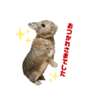うさぎのビビ☆日常会話スタンプ4（個別スタンプ：7）