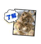 うさぎのビビ☆日常会話スタンプ4（個別スタンプ：8）