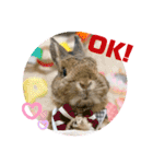 うさぎのビビ☆日常会話スタンプ4（個別スタンプ：10）