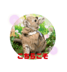うさぎのビビ☆日常会話スタンプ4（個別スタンプ：15）