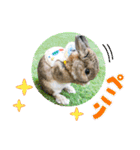 うさぎのビビ☆日常会話スタンプ4（個別スタンプ：17）
