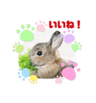 うさぎのビビ☆日常会話スタンプ4（個別スタンプ：18）