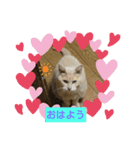 はにゃはにゃぷ（個別スタンプ：5）