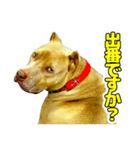 表情の豊かすぎるピットブル犬ロジャー3（個別スタンプ：5）