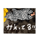 せなたん.（個別スタンプ：12）