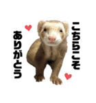 I LOVE FERRET フェレット 14 SP（個別スタンプ：4）