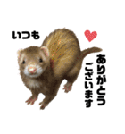 I LOVE FERRET フェレット 14 SP（個別スタンプ：5）