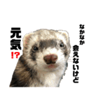 I LOVE FERRET フェレット 14 SP（個別スタンプ：7）