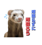 I LOVE FERRET フェレット 14 SP（個別スタンプ：11）