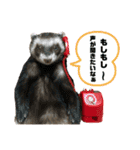 I LOVE FERRET フェレット 14 SP（個別スタンプ：15）