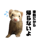 I LOVE FERRET フェレット 14 SP（個別スタンプ：24）