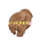 cocomaru550（個別スタンプ：5）