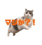 つぶのつぶやき⭐︎（個別スタンプ：2）