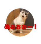 つぶのつぶやき⭐︎（個別スタンプ：4）