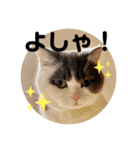 つぶのつぶやき⭐︎（個別スタンプ：6）