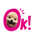 ポメラニアンもっちー（個別スタンプ：1）