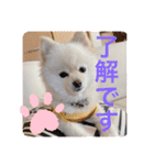 ポメラニアンもっちー（個別スタンプ：3）