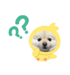ポメラニアンもっちー（個別スタンプ：5）