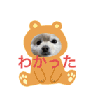 ポメラニアンもっちー（個別スタンプ：15）