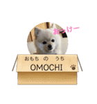 ポメラニアンもっちー（個別スタンプ：23）