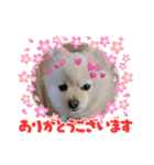 ポメラニアンもっちー（個別スタンプ：24）