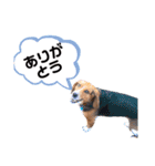 ビーグルはなのちょっと言わせて（個別スタンプ：1）