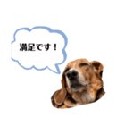ビーグルはなのちょっと言わせて（個別スタンプ：4）