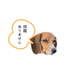 ビーグルはなのちょっと言わせて（個別スタンプ：12）