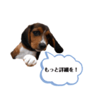 ビーグルはなのちょっと言わせて（個別スタンプ：13）