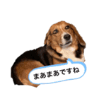 ビーグルはなのちょっと言わせて（個別スタンプ：20）