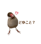 うちのもちおさんと仲間たち（個別スタンプ：4）
