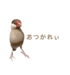 うちのもちおさんと仲間たち（個別スタンプ：9）