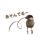 うちのもちおさんと仲間たち（個別スタンプ：11）
