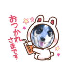 N DOGS（個別スタンプ：7）