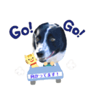 N DOGS（個別スタンプ：8）