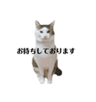 にゃお＆そー5（個別スタンプ：5）