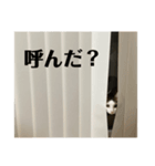 にゃお＆そー5（個別スタンプ：6）