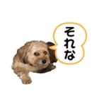 ポメプー くるんちゃん4（個別スタンプ：2）