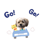ポメプー くるんちゃん4（個別スタンプ：3）