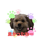 ポメプー くるんちゃん4（個別スタンプ：5）