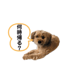 ポメプー くるんちゃん4（個別スタンプ：11）