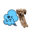 ポメプー くるんちゃん4（個別スタンプ：14）