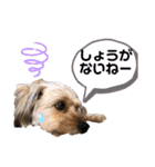ポメプー くるんちゃん4（個別スタンプ：15）